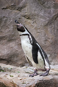 Pingwin, ogród zoologiczny, woda ptak, Pingwin okulary