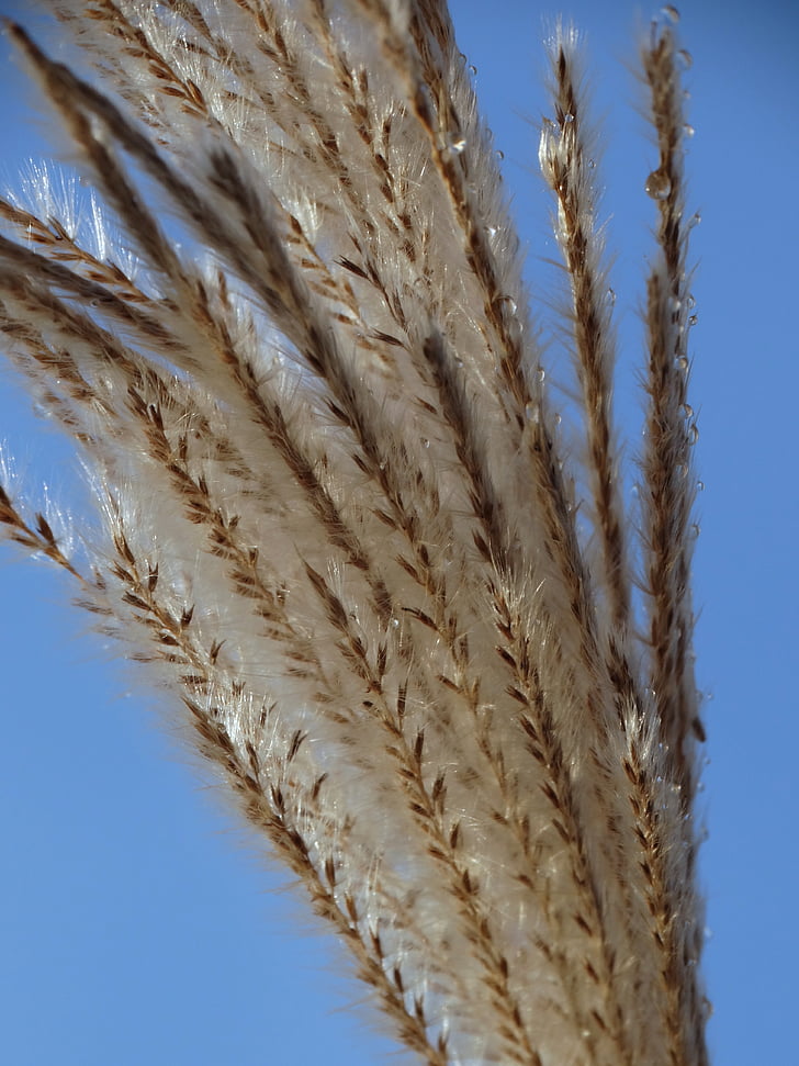 Reed, natura, agricoltura, grano, pianta del cereale, delle colture, giallo
