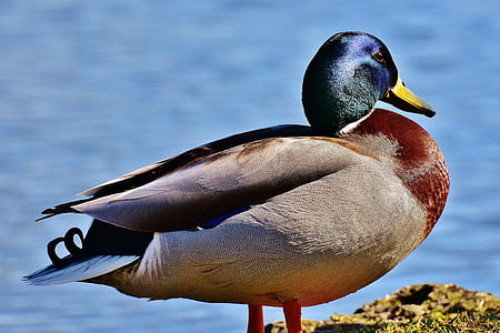 Yaban ördeği, su kuşu, ördek, mavi, sırlı içerir, Yüzme programı, yüzmek