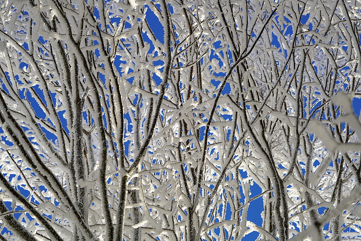 arbre, Gebre, branca, gelat, formació de vidre, cobert de neu, eiskristalle