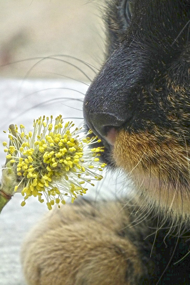 kat, Pussy willow, dier, plant, één dier, Close-up, dierlijke thema 's