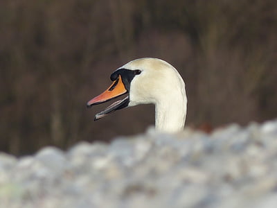 swan, close, bird, water bird, bill, elegant, white