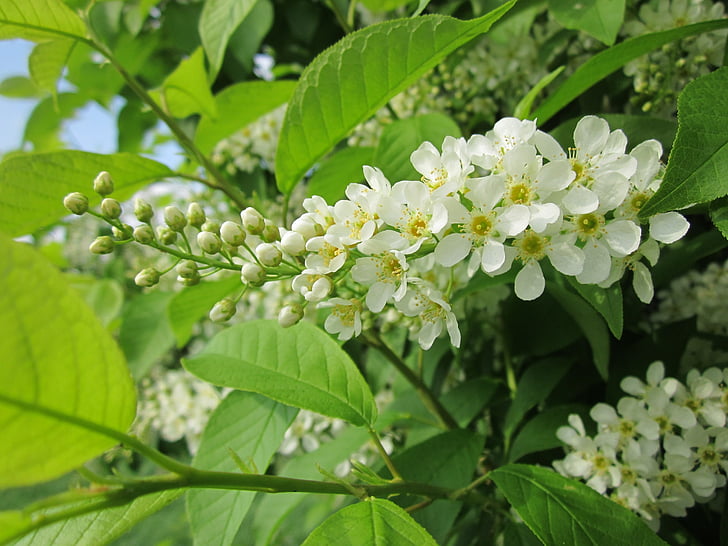 Prunus padus, a madár-cseresznye, Hackberry, fa, cserje, Flóra, botanika