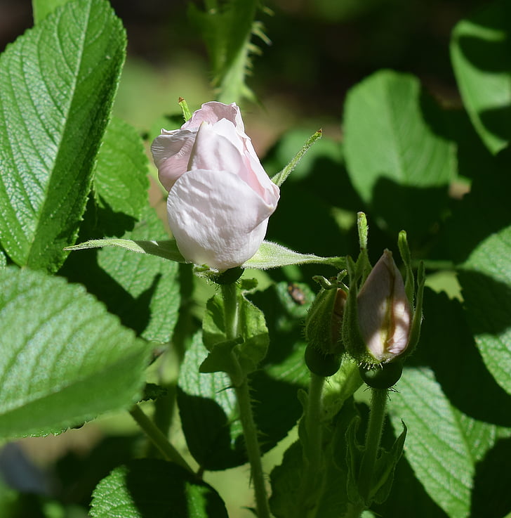 blek rosa rosebud, rugosa rose, blomst, Blossom, blomst, bud, natur