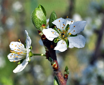Pflaumenblüte, Blume, Frühling, Garten, weiße Blume, Baum