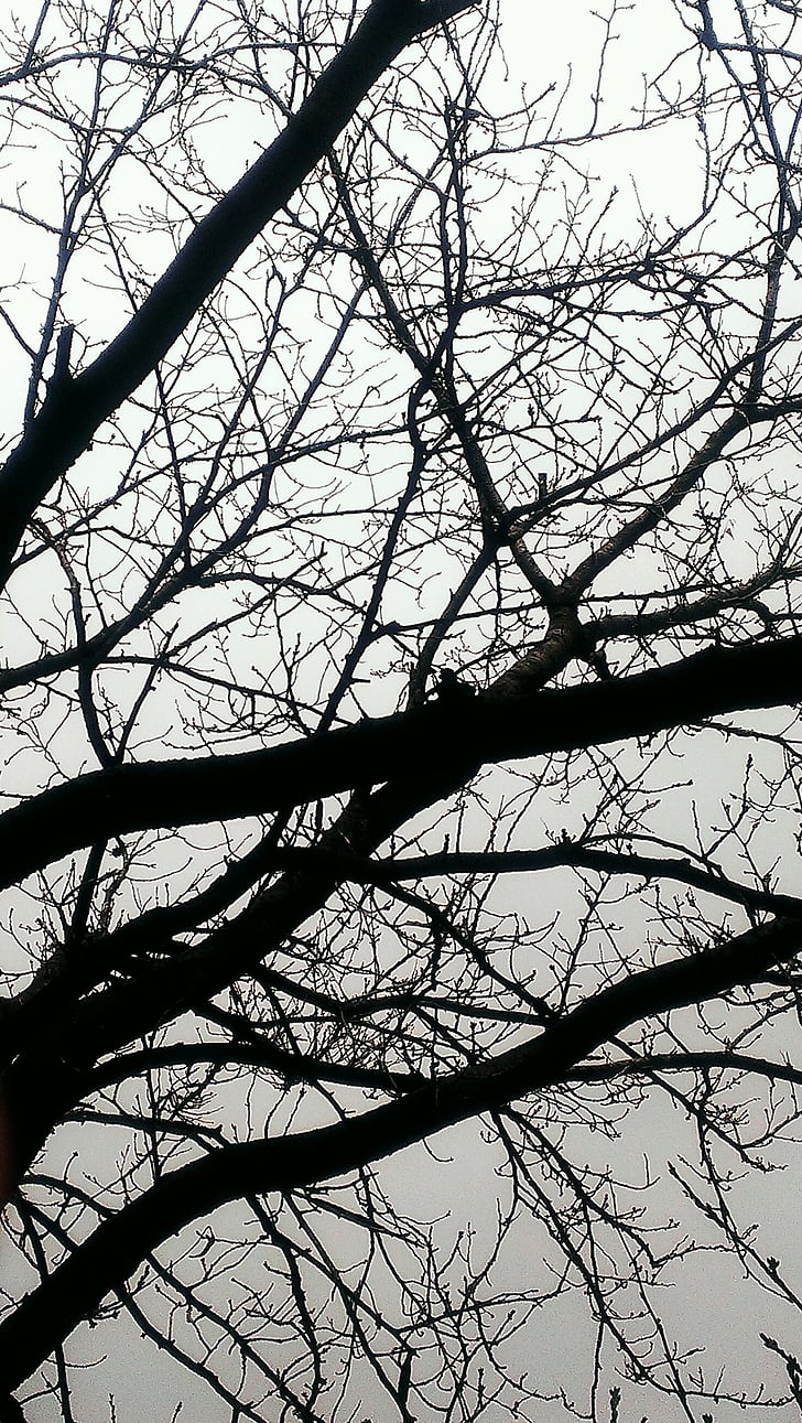 gỗ, chi nhánh, hơi có mây, bóng tối, màu đen, màu xám