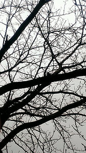 trä, gren, delvis molnigt, skugga, svart, grå