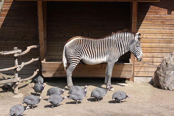 Zoo, Zebra, zvíře