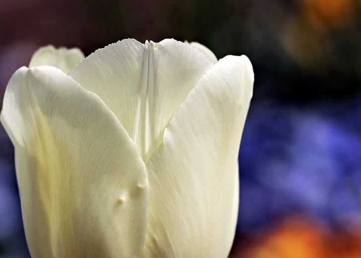 Tulipa, flor, flor, flor, natureza, luz do sol, Branco