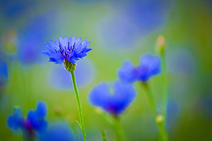 Centaurea, Kék virág, mező növény, virágok, világos, gyönyörű, vadvirágok