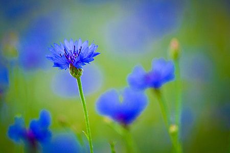 centaurea, blue flower, field plant, flowers, bright, beautiful, wild flowers