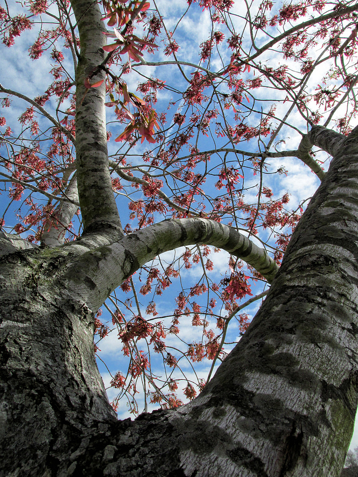 tree, branches, leaves, sky, curves, stripes, bark