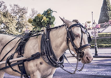 animal, carriage, coach, horse, marriage, married, poney