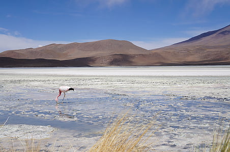 Flamingo, Reserve, Lake, Wildlife, vaaleanpunainen, luonnonkaunis, vesi