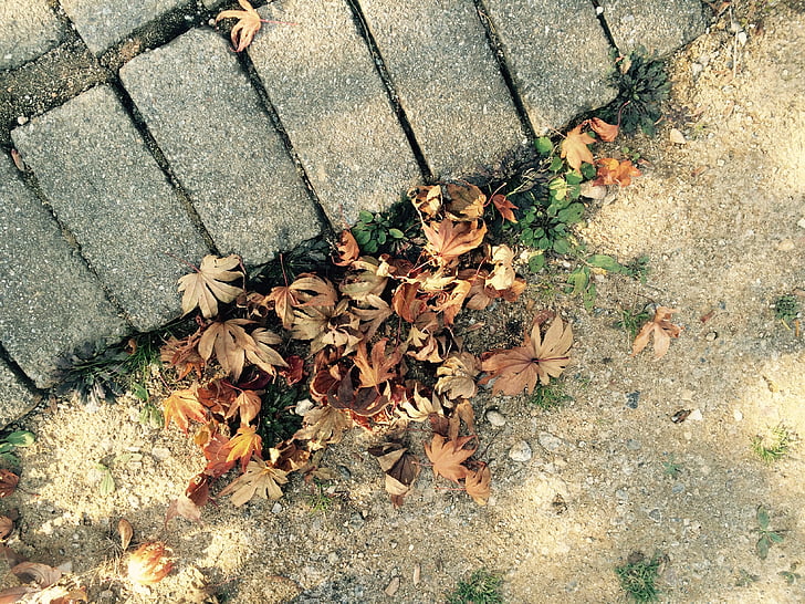 pozostawia, jesień, Jesienne liście, liście, liść, klon czerwony liść, Natura