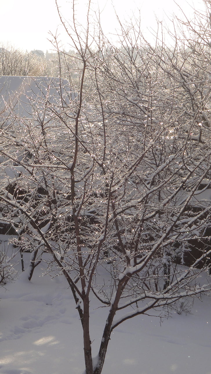 invierno, árbol, nieve, naturaleza, paisaje, Rime, frío