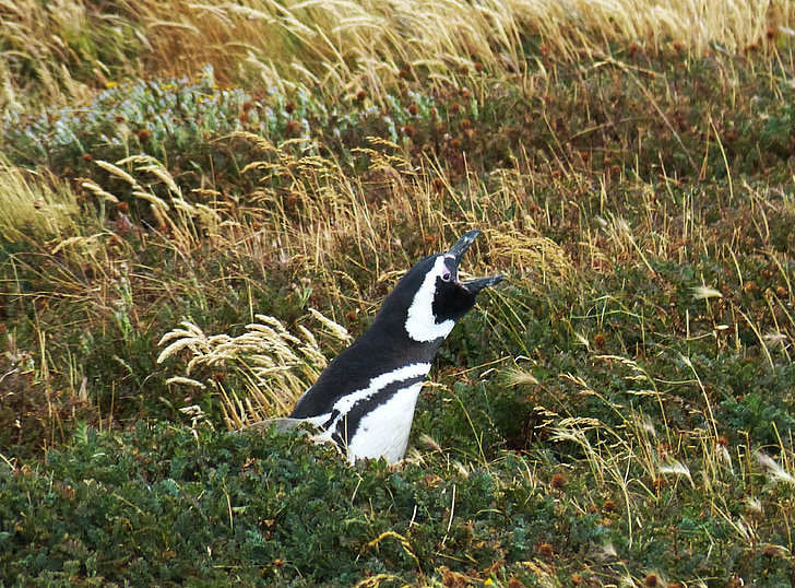 penguin, chile, south america, patagonia, sit, scream, meadow