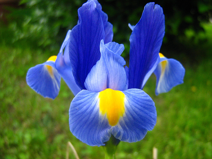 blomma, Iris, lila iris, vårblomma, Fleur-de-Lis, våren, kronblad