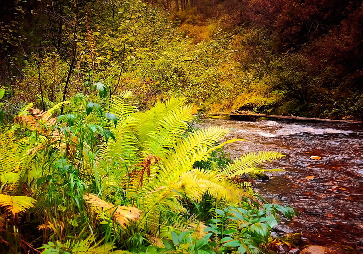 fern, plant, autumn, nature, landscape, fairy tale, river