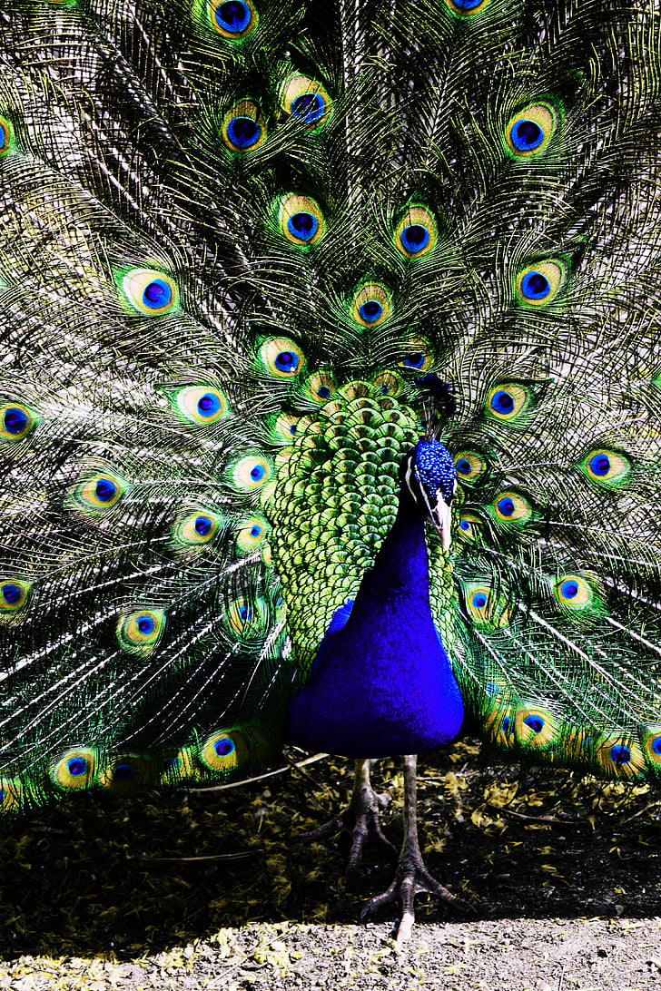 animal, peacock, pen