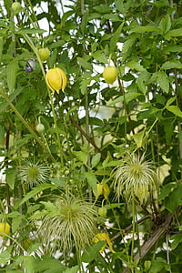 Clematis, waldrebe amarillo, amarillo, escalador, planta, naturaleza, enredadera