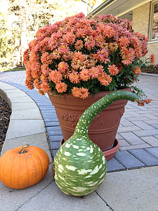 pumpkin, gourds, fall, harvest, decoration
