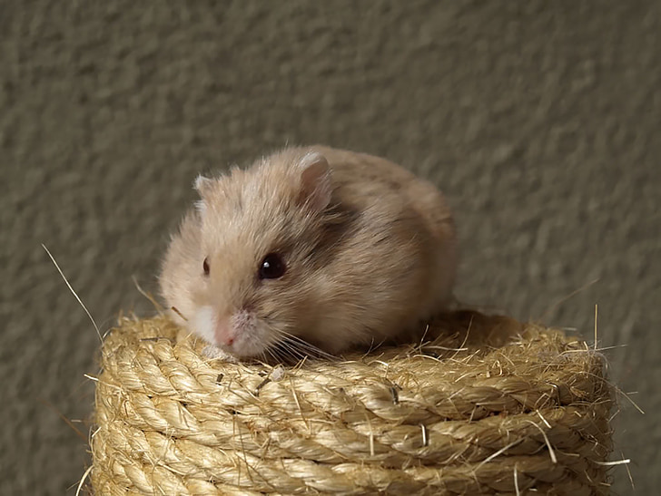 hammy, hamster, cat scratch post, tawny, red eyes, cute, rodent
