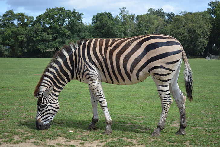 Zebra, Stripes, animale, ruminante, Savannah, Zoo di, natura