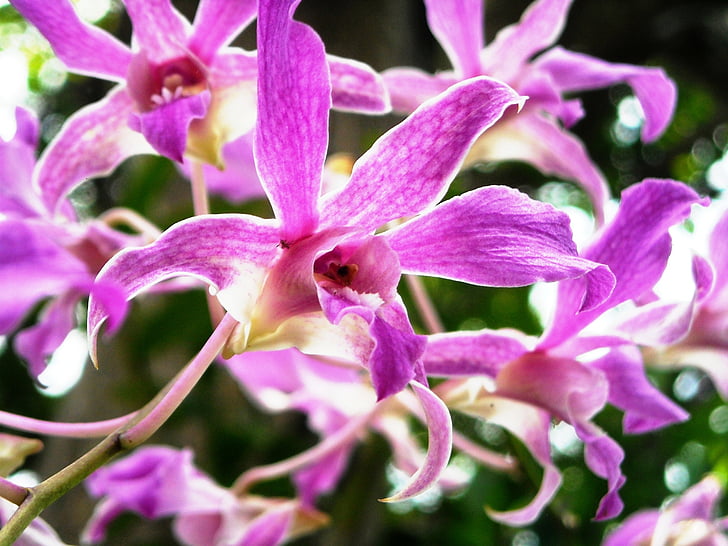 orquídia, flors, porpra, natura, planta, flor, color rosa