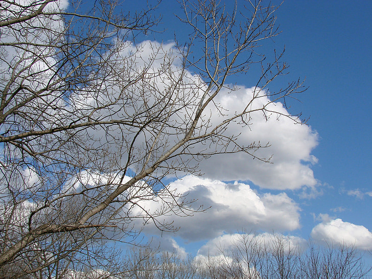 sky, clouds, blue, tree, nature, sunshine, landscape