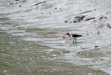 spoločné sandpiper, actitis hypoleucos, WADER, vták, Sundarbans, močiar, mangrovníky