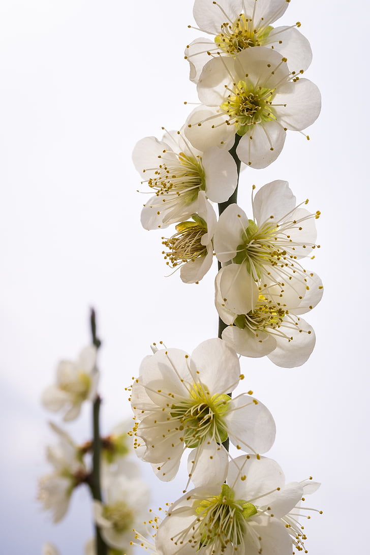 pear flower, flowers, nature, plants, white, wood, spring