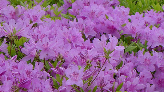 violetti, Iso kukka, kukat