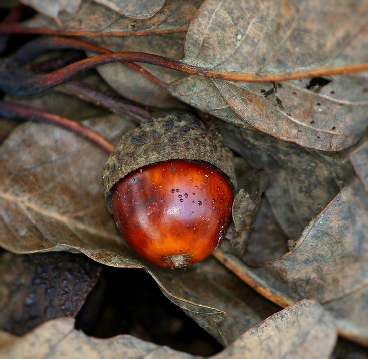 acorn, nut, oak, autumn, brown, seed, season