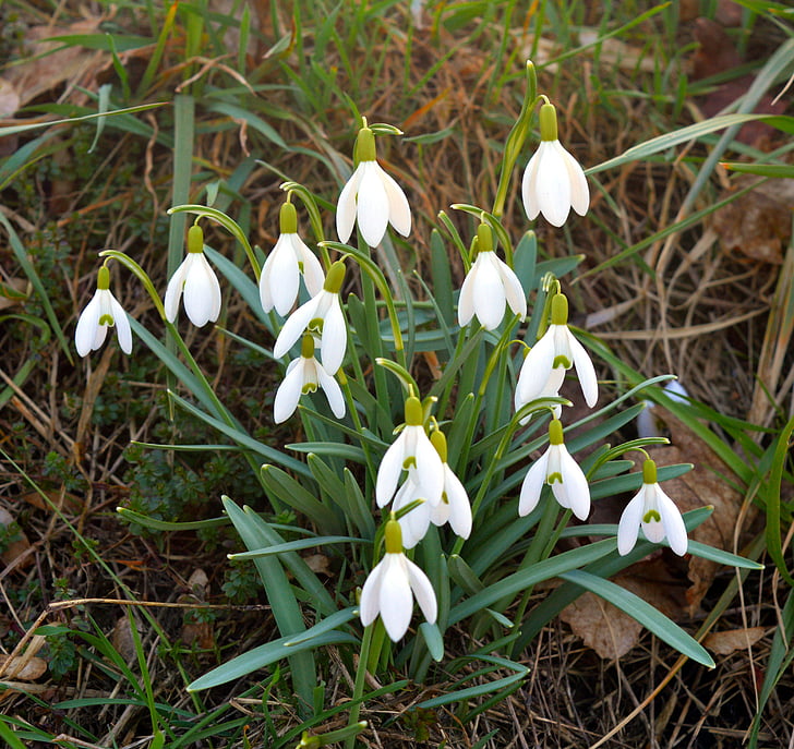 λευκόιο, νιφάδα χιονιού, maerzgloeckchen, λουλούδι άνοιξη, Amaryllidaceae, λουλούδι, Κλείστε