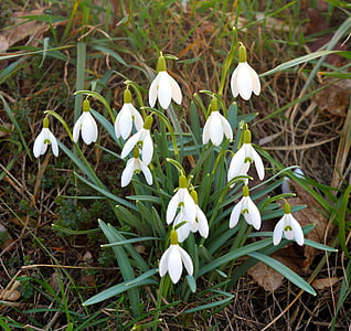 λευκόιο, νιφάδα χιονιού, maerzgloeckchen, λουλούδι άνοιξη, Amaryllidaceae, λουλούδι, Κλείστε