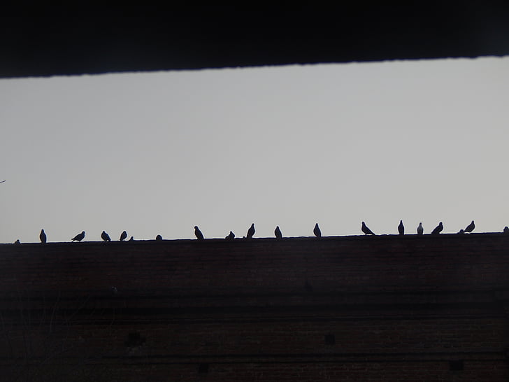 dawn, pigeons, figures, birds