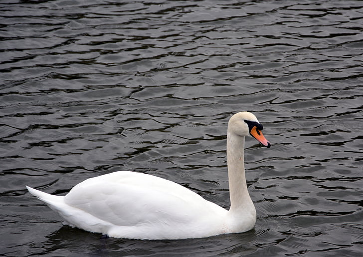Bílá labuť, řeka, plavání