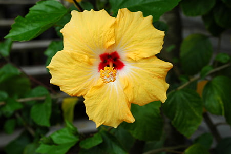 gul hibiscus, blomst, blomstermotiver, Hibiscus, Tropical, natur, Blossom