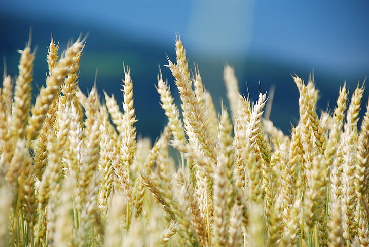 gandum, ladang gandum, sereal, ladang jagung, pencahayaan, suasana cuaca, pemandangan