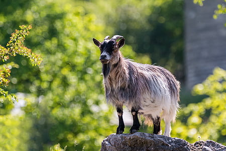goat, horns, animal, mammals, billy goat, happy, curious