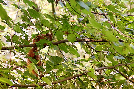 Eichhörnchen, Baum, Filialen, Blätter, ästhetische, Säugetier, Tiere des Waldes