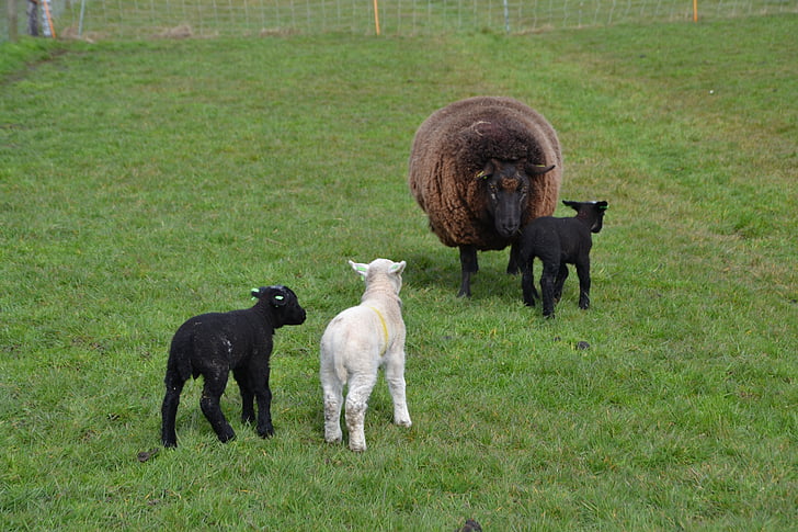 moutons, agneau, animal, ferme, laine, nature, Agriculture