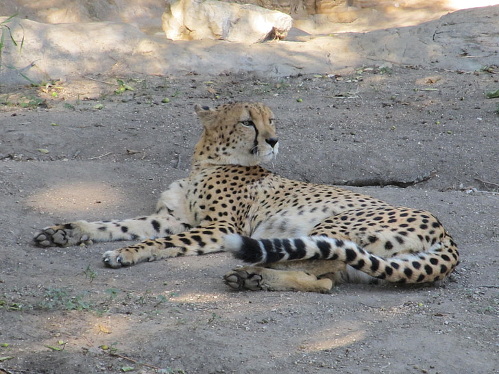 gepard, Veľká mačka, mačka, Acinonyx jubatus, cicavec, Zoo, San antonio zoo