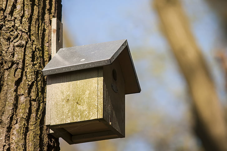 Nest box, fågelholk, skogen, hus, naturen, våren, träd