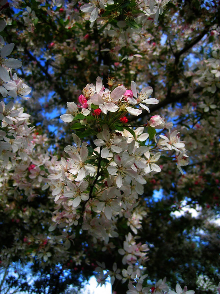 cherry, blossom, bloom, flowers, sky, clouds, plant