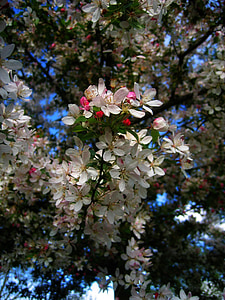 kirsikka, Blossom, Bloom, kukat, taivas, pilvet, kasvi