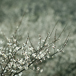 white, plum blossom, quiet, plant, nature, branch