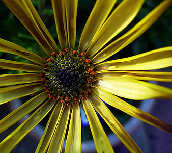 Flora, žlutá, makro, Příroda, barevné, Zavřít, květ