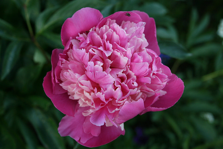 virág, Dahlia, rózsaszín